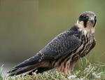 Eurasian Hobby - Bird Species | Frinvelis jishebi | ფრინველის ჯიშები