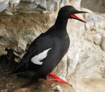 Pigeon Guillemot - Bird Species | Frinvelis jishebi | ფრინველის ჯიშები