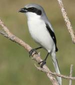 Loggerhead Shrike - Bird Species | Frinvelis jishebi | ფრინველის ჯიშები
