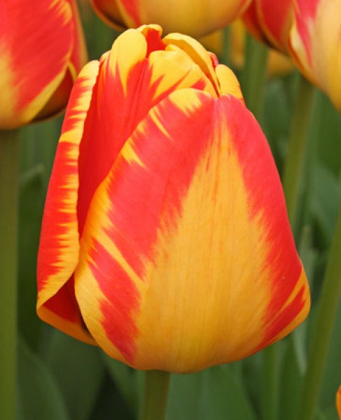 Banja Luka -                                                         Tulip Species | TITA | ტიტა                                                        