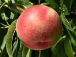 Blushingstar - Peach Species | ATMIS JISHEBI | ატმის ჯიშები