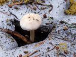 Hygrophorus goetzii  - Fungi Species
