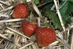 Pegasus | Strawberry Species 