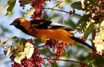 Spot-breasted Oriole - Bird Species | Frinvelis jishebi | ფრინველის ჯიშები