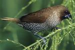 Nutmeg Mannikin - Bird Species | Frinvelis jishebi | ფრინველის ჯიშები