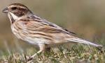 Reed Bunting - Bird Species | Frinvelis jishebi | ფრინველის ჯიშები