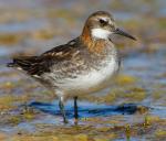 Red-necked Phalarope - Bird Species | Frinvelis jishebi | ფრინველის ჯიშები