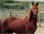 Morgan | Horse | Horse Breeds