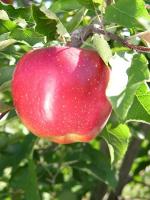 Melrose - Apple Varieties list a - z  