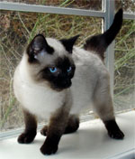 Siamese | Cat | Cat Breeds