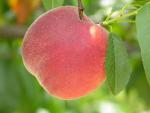 Country Sweet - Peach Species | ATMIS JISHEBI | ატმის ჯიშები