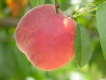 Country Sweet - Peach Species | ATMIS JISHEBI | ატმის ჯიშები