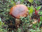 Leccinum manzanitae - fungi species list A Z