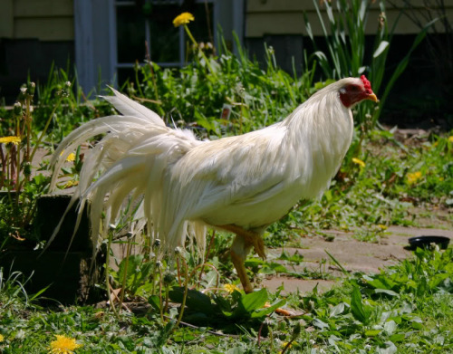 Yokohama | Chicken | Chicken Breeds