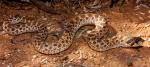 MEXICAN HOG-NOSED SNAKE <br />  Heterodon kennerlyi - snake species list a - z | gveli | გველი 