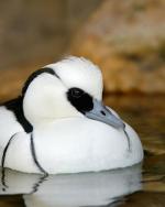 Smew - Bird Species | Frinvelis jishebi | ფრინველის ჯიშები