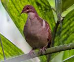 Ruddy Quail-Dove - Bird Species | Frinvelis jishebi | ფრინველის ჯიშები