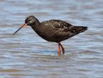 Spotted Redshank - Bird Species | Frinvelis jishebi | ფრინველის ჯიშები