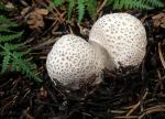 Handkea subcretacea - Fungi Species | sokos jishebi | სოკოს ჯიშები
