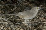 Curve-billed Thrasher - Bird Species | Frinvelis jishebi | ფრინველის ჯიშები
