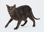 Havana Brown | Cat | Cat Breeds
