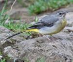 Gray Wagtail - Bird Species | Frinvelis jishebi | ფრინველის ჯიშები
