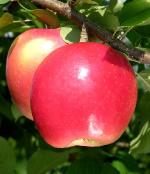 Daybreak Fuji - Apple Varieties list a - z  