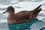 Sooty Shearwater - Bird Species | Frinvelis jishebi | ფრინველის ჯიშები