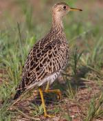 Upland Sandpiper - Bird Species | Frinvelis jishebi | ფრინველის ჯიშები