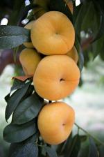 Tangos | Peach Species 
