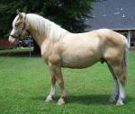 American Cream Draft | Horse | Horse Breeds