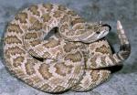Crotalus oreganus lutosus - Great Basin Rattlesnake | Snake Species
