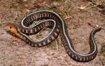 Thamnophis sirtalis concinnus - Red-spotted Gartersnake - Snake Species | Gveli | გველი