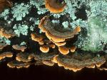 Stereum hirsutum - Fungi Species