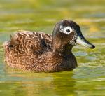 Laysan Duck - Bird Species | Frinvelis jishebi | ფრინველის ჯიშები
