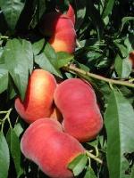 NJF15 | Peach Species 