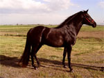 Azteca | Horse | Horse Breeds