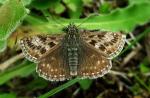Dingy Skipper - Butterfly species | PEPLIS JISHEBI | პეპლის ჯიშები