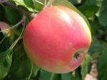 Zestar - Apple Varieties list a - z  