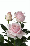 Parfumé de Grande