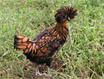 Polish | Chicken | Chicken Breeds