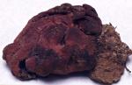 Peziza ellipsospora - Fungi Species