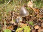 Panaeolus campanulatus: Panaeolus papilionaceus - Fungi Species | sokos jishebi | სოკოს ჯიშები