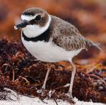 Wilson's Plover - Bird Species | Frinvelis jishebi | ფრინველის ჯიშები