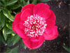 Ada Niva -                                                                                                                 Peonies Varieties | PIONI | პიონი