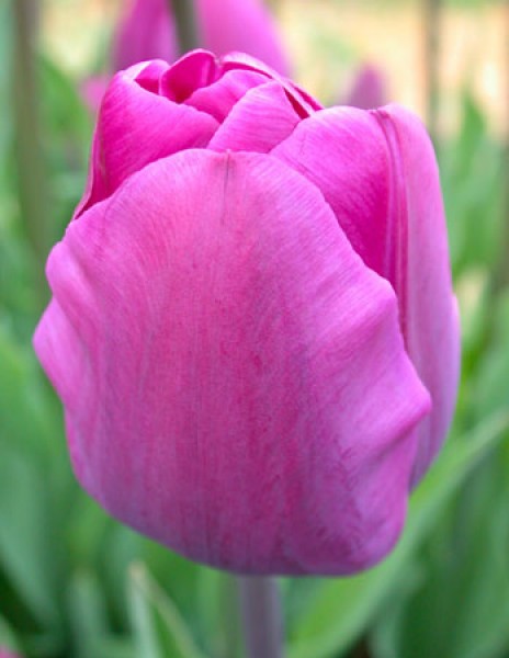 Negrita