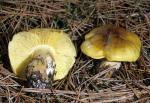 Tricholoma flavovirens - Fungi Species