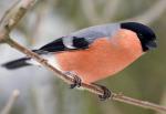 Eurasian Bullfinch - Bird Species | Frinvelis jishebi | ფრინველის ჯიშები