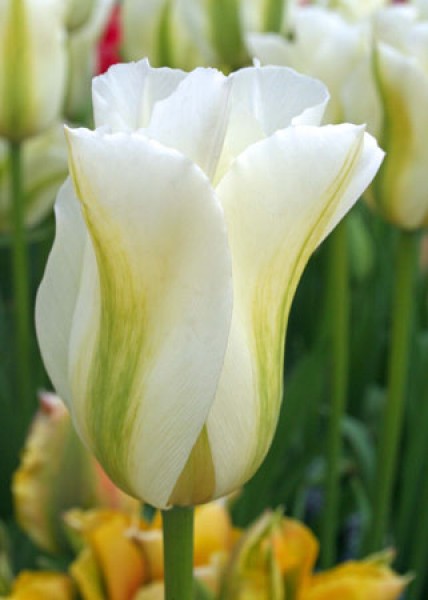 Spring Green