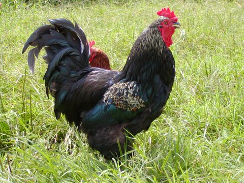 Jersey Giant - chicken Breeds | ქათმის ჯიშები | qatmis jishebi